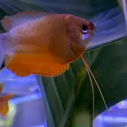 Thick-lipped gourami, photo 4