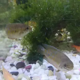 Thick-lipped gourami, photo 6