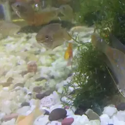 Thick-lipped gourami, photo 7