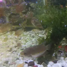 Thick-lipped gourami, photo 8