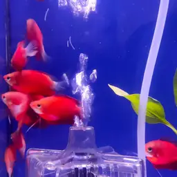 Thick-lipped gourami, photo 9