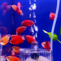 Thick-lipped gourami, photo 10