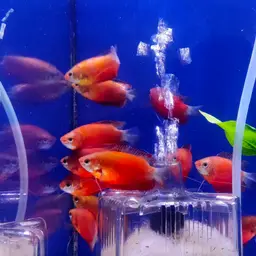 Thick-lipped gourami, photo 11