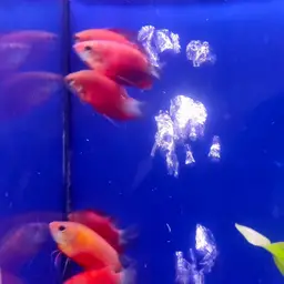 Thick-lipped gourami, photo 12