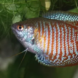 Dwarf Gourami