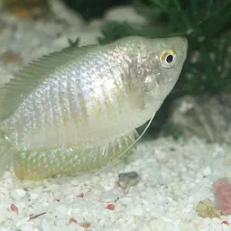 Dwarf Gourami, photo 2