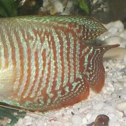 Dwarf Gourami, photo 3