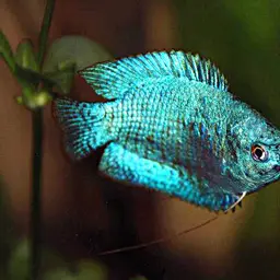 Dwarf Gourami, photo 4