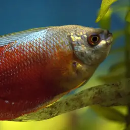 Dwarf Gourami, photo 5
