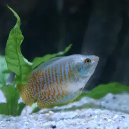 Dwarf Gourami, photo 6