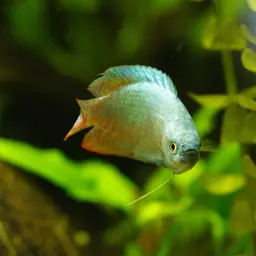 Dwarf Gourami, photo 7