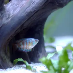 Dwarf Gourami, photo 8