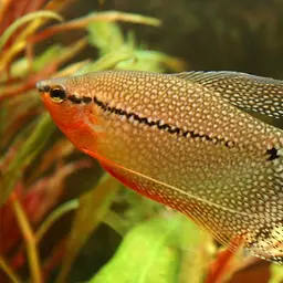 Pearl Gourami, photo 1