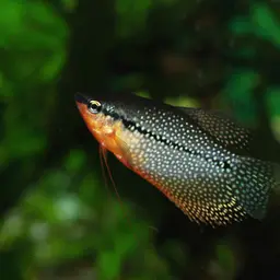 Pearl Gourami, photo 2