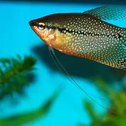 Pearl Gourami, photo 3