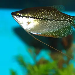 Pearl Gourami, photo 4