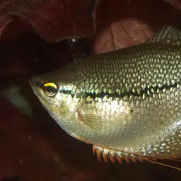 Pearl Gourami, photo 5