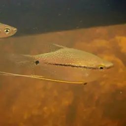 Pearl Gourami, photo 8