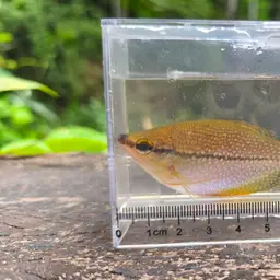 Pearl Gourami, photo 10