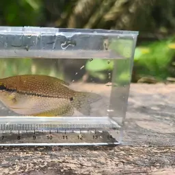 Pearl Gourami, photo 11