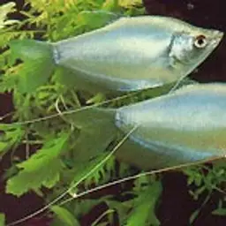 Moonlight Gourami, photo 1