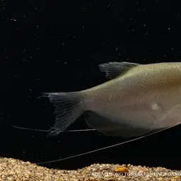 Moonlight Gourami, photo 2