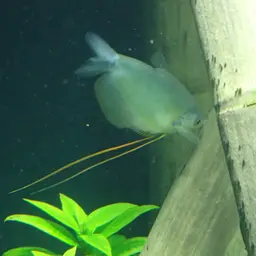 Moonlight Gourami, photo 3