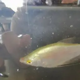 Moonlight Gourami, photo 4