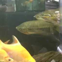 Snakeskin Gourami, photo 6