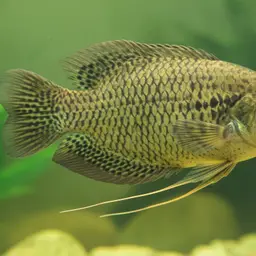 Snakeskin Gourami