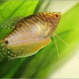 Three Spot Gourami, photo 2