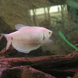 Three Spot Gourami, photo 4