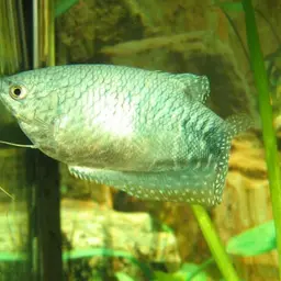 Three Spot Gourami, photo 5