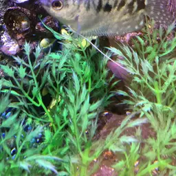 Three Spot Gourami, photo 6