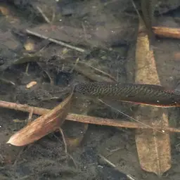 Three Spot Gourami, photo 7