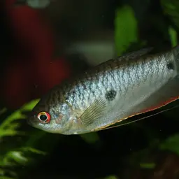 Three Spot Gourami, photo 8