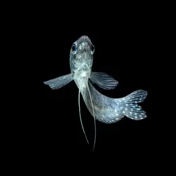 Three Spot Gourami, photo 9
