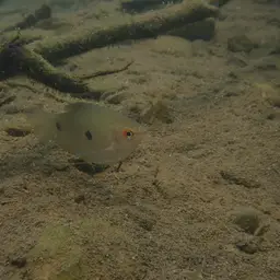 Three Spot Gourami, photo 10