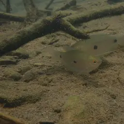 Three Spot Gourami, photo 11