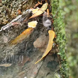 Three Spot Gourami, photo 12