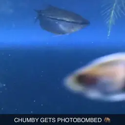 Pearl Gourami, photo 2