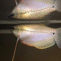 Pearl Gourami, photo 4