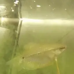 Pearl Gourami, photo 8