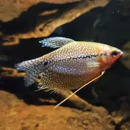 Pearl Gourami, photo 9