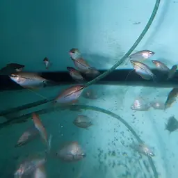 Pearl Gourami, photo 10
