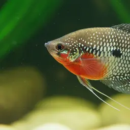 Pearl Gourami, photo 11