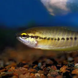 Snake-skin Gourami, photo 1
