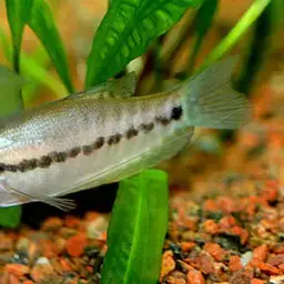 Snake-skin Gourami, photo 2