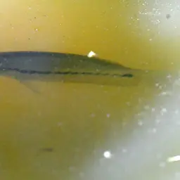 Snake-skin Gourami, photo 3