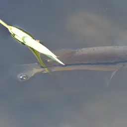 Snake-skin Gourami, photo 4